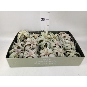 Tillandsia xerographica
