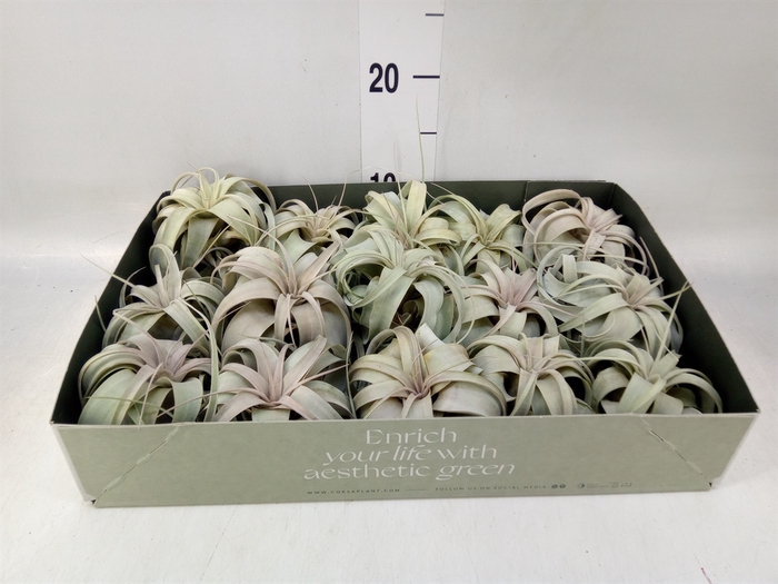 <h4>Tillandsia xerographica</h4>