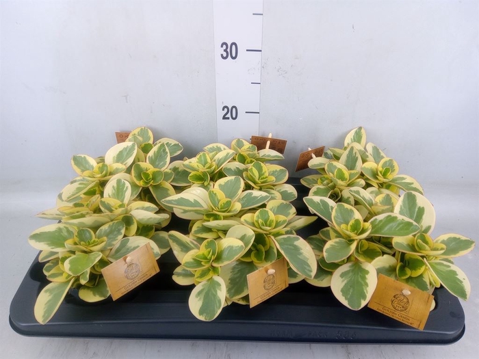 <h4>Peperomia obt. 'Obtipan Bicolor'</h4>