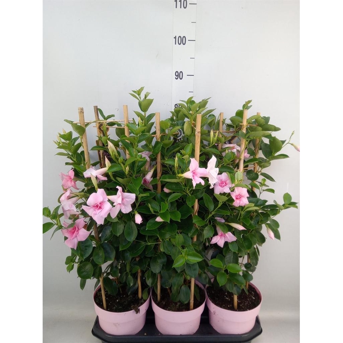 <h4>Mandevilla am. 'Sundav Db Blush Pk'</h4>
