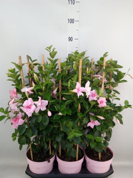 <h4>Mandevilla am. 'Sundav Db Blush Pk'</h4>