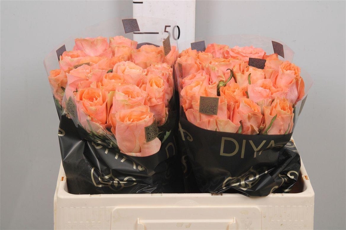 <h4>R Gr Charming Reeva</h4>