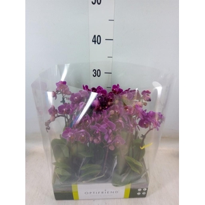 Phalaenopsis multi.   ...lilac