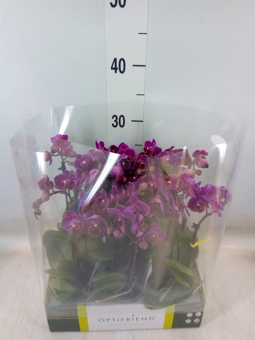 <h4>Phalaenopsis multi.   ...lilac</h4>