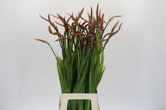 <h4>Chasmanthe Saturnus</h4>