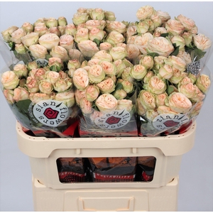 Rosa tros Gentle Trendsetter