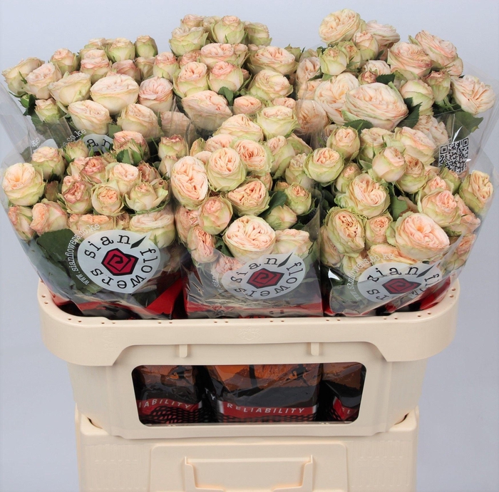 <h4>Rosa tros Gentle Trendsetter</h4>