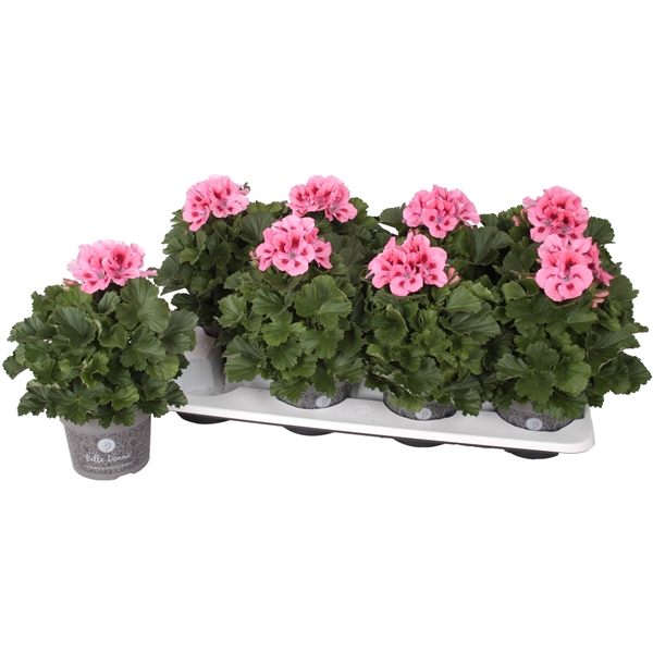 <h4>Pel. Bella Donna Roze 12cm</h4>