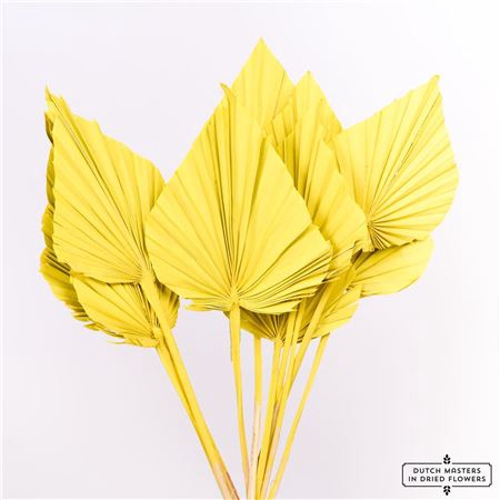 DRIED PALM SPEAR 10PC YELLOW BUNCH