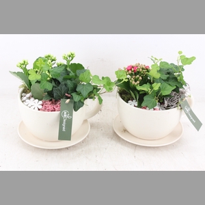 arr2 MB - Kop en schotel white - roze/wit