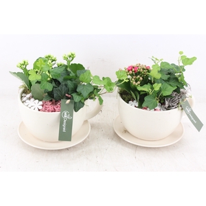 arr2 MB - Kop en schotel white - roze/wit