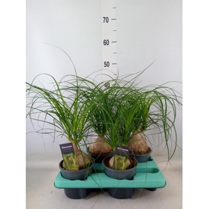 Beaucarnea recurvata