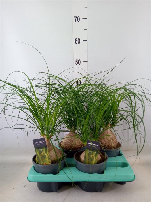 <h4>Beaucarnea recurvata</h4>