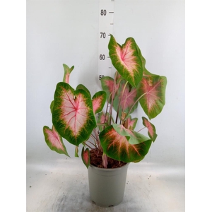 Caladium   ...