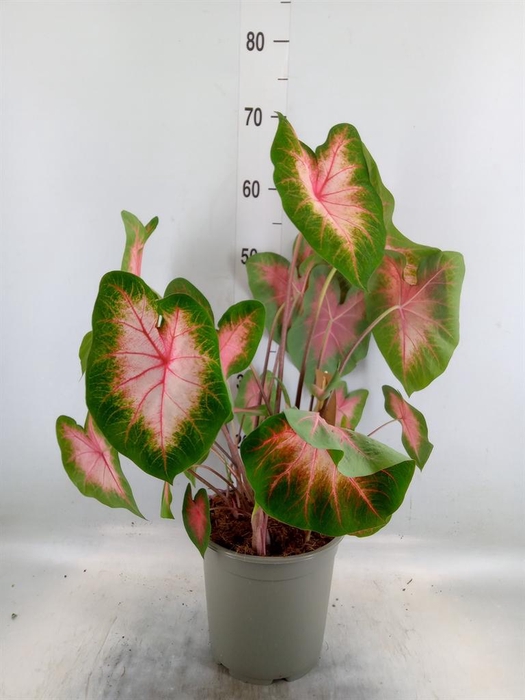 <h4>Caladium   ...</h4>