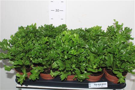 <h4>Asple Ant Leslie</h4>