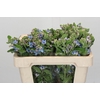 Oxypetalum Tweedia Blue
