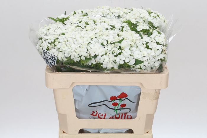 <h4>Dianthus Br Aldo White</h4>