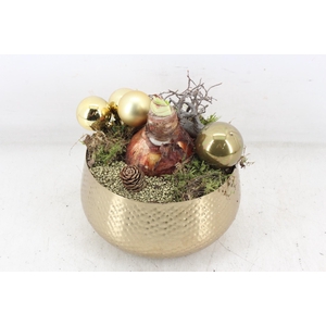 arr4 Amaryllis MB - Zink bowl goud 285/6