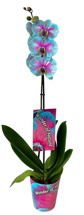 <h4>Wonder of nature 1 tak</h4>