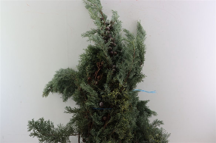 <h4>Arizonica 5kg P Pak</h4>