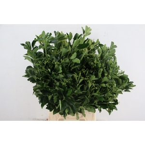FUSIAN GREEN