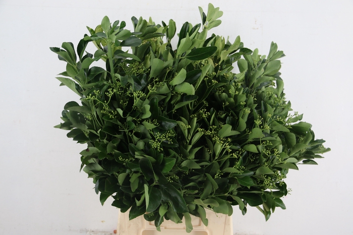 <h4>FUSIAN GREEN</h4>