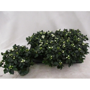 RHODO SI WITTE VOGEL