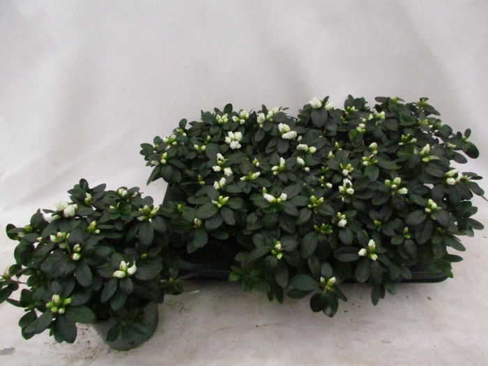 RHODO SI WITTE VOGEL