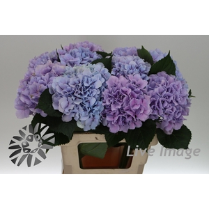 Hydrangea royal benefit
