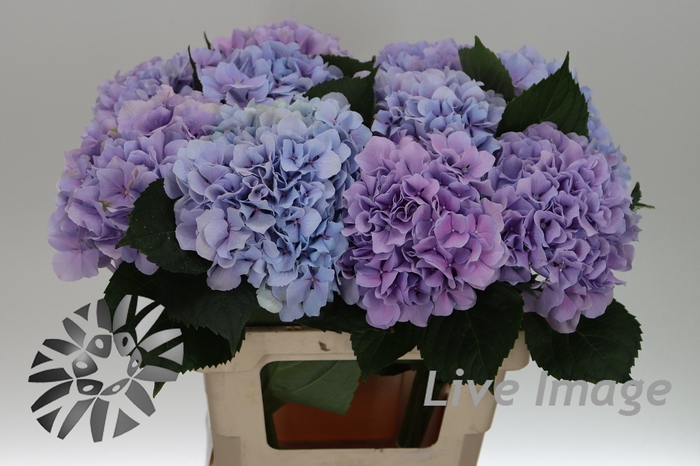<h4>Hydrangea royal benefit</h4>