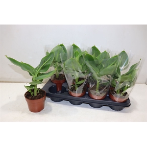 Musa Tropicana