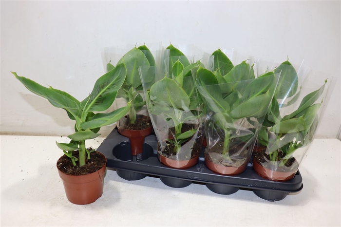 <h4>Musa Tropicana</h4>