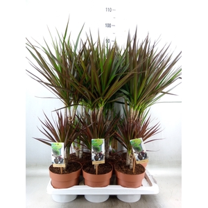 Dracaena   ...mix