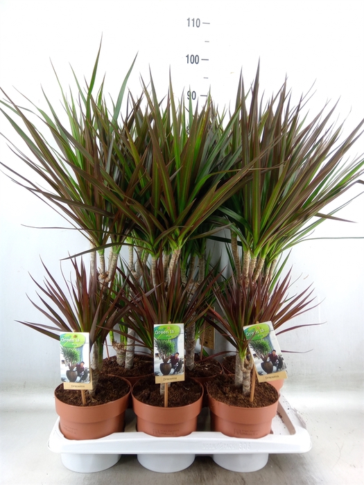 <h4>Dracaena   ...mix</h4>