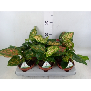 Aglaonema   ...