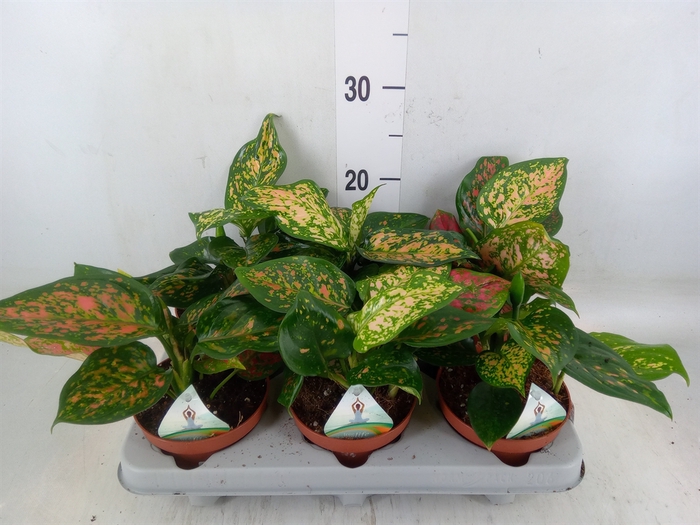 <h4>Aglaonema   ...</h4>