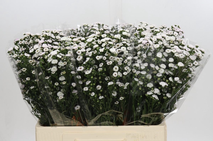 <h4>Aster White Gypsy</h4>