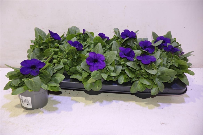 <h4>arr8 Pet Ov Blue</h4>