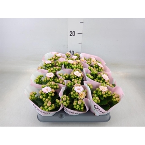 Kalanchoe blos.   ..rosebud