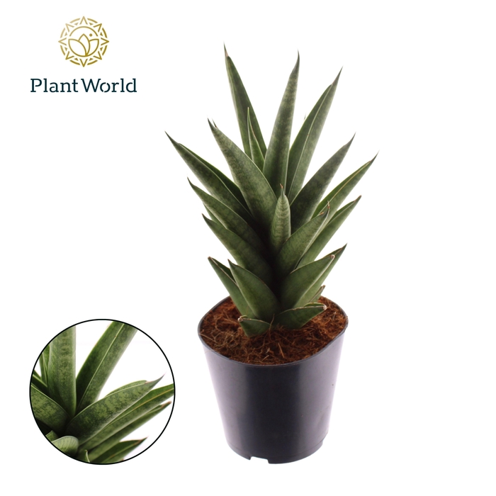 <h4>Sansevieria 'Starshooter'</h4>