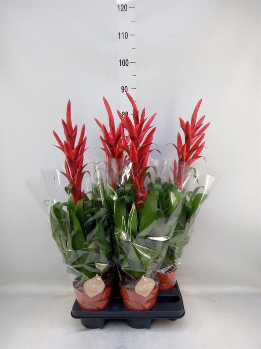 <h4>Tillandsia 'Naomi'</h4>