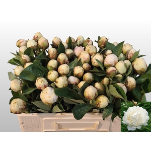 PAEO L BOWL OF CREAM