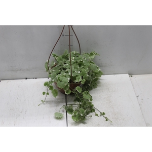 NEPETA VARIEGATO C18