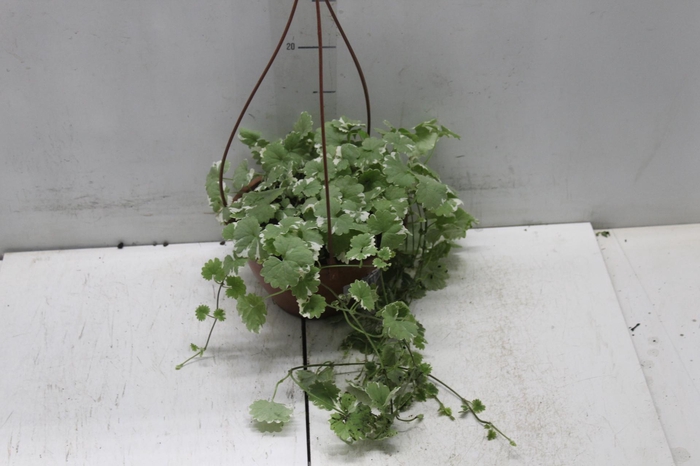 <h4>NEPETA VARIEGATO C18</h4>