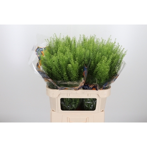 Lepidium Green Bell