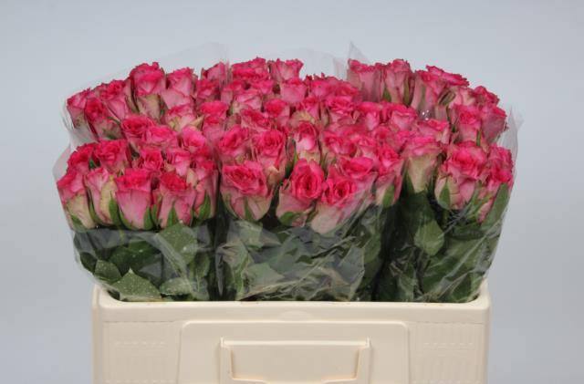 <h4>R Gr Madam Pink</h4>