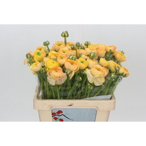 Ranunculus Clooney Pareo Extra