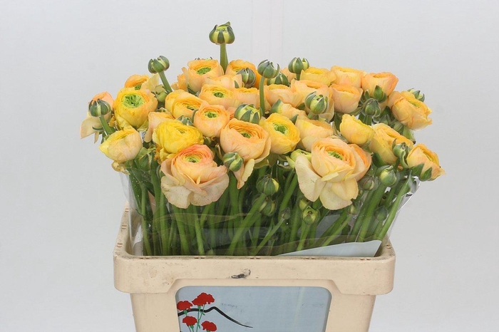 <h4>Ranunculus Clooney Pareo Extra</h4>