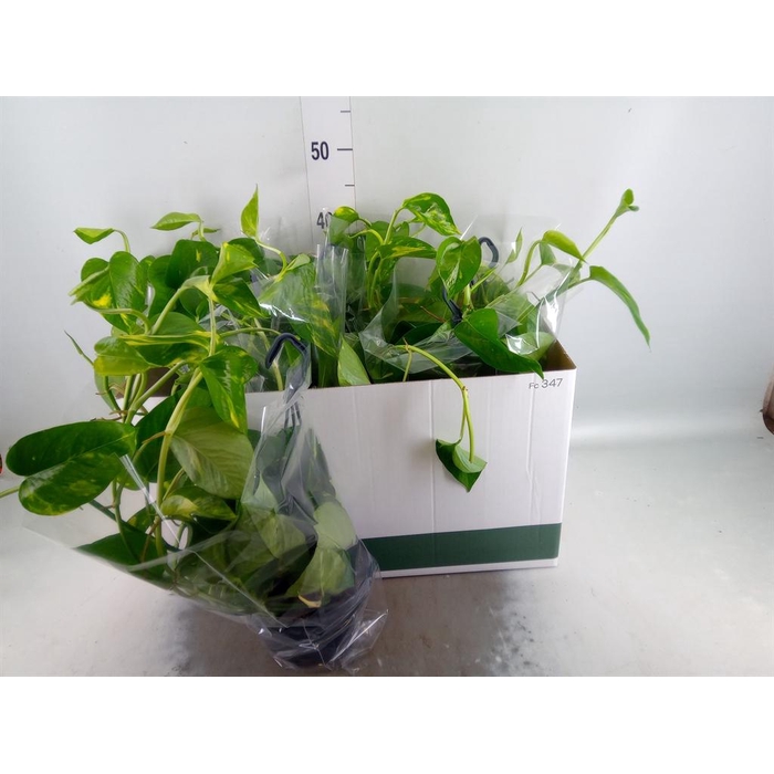 <h4>Epipremnum pinn.   HG</h4>